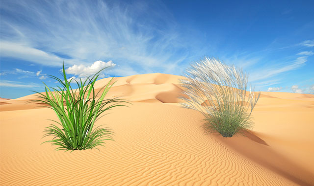 沙漠中的劲草